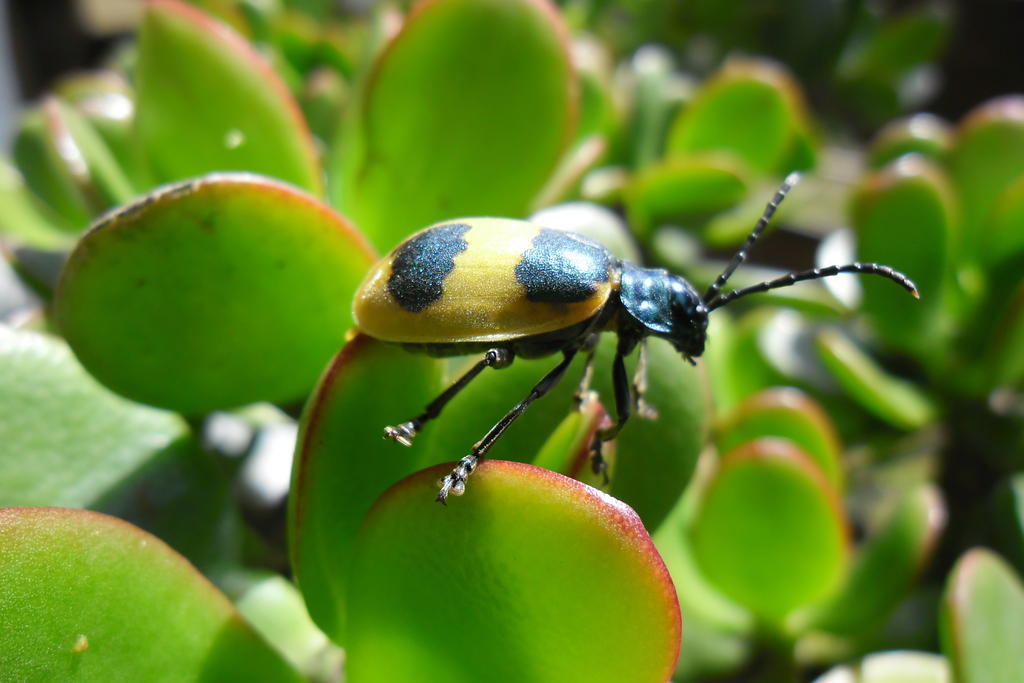 Rinconcito Verde Ujarrás Esterno foto