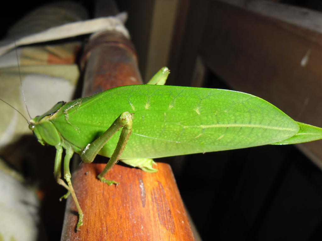 Rinconcito Verde Ujarrás Esterno foto