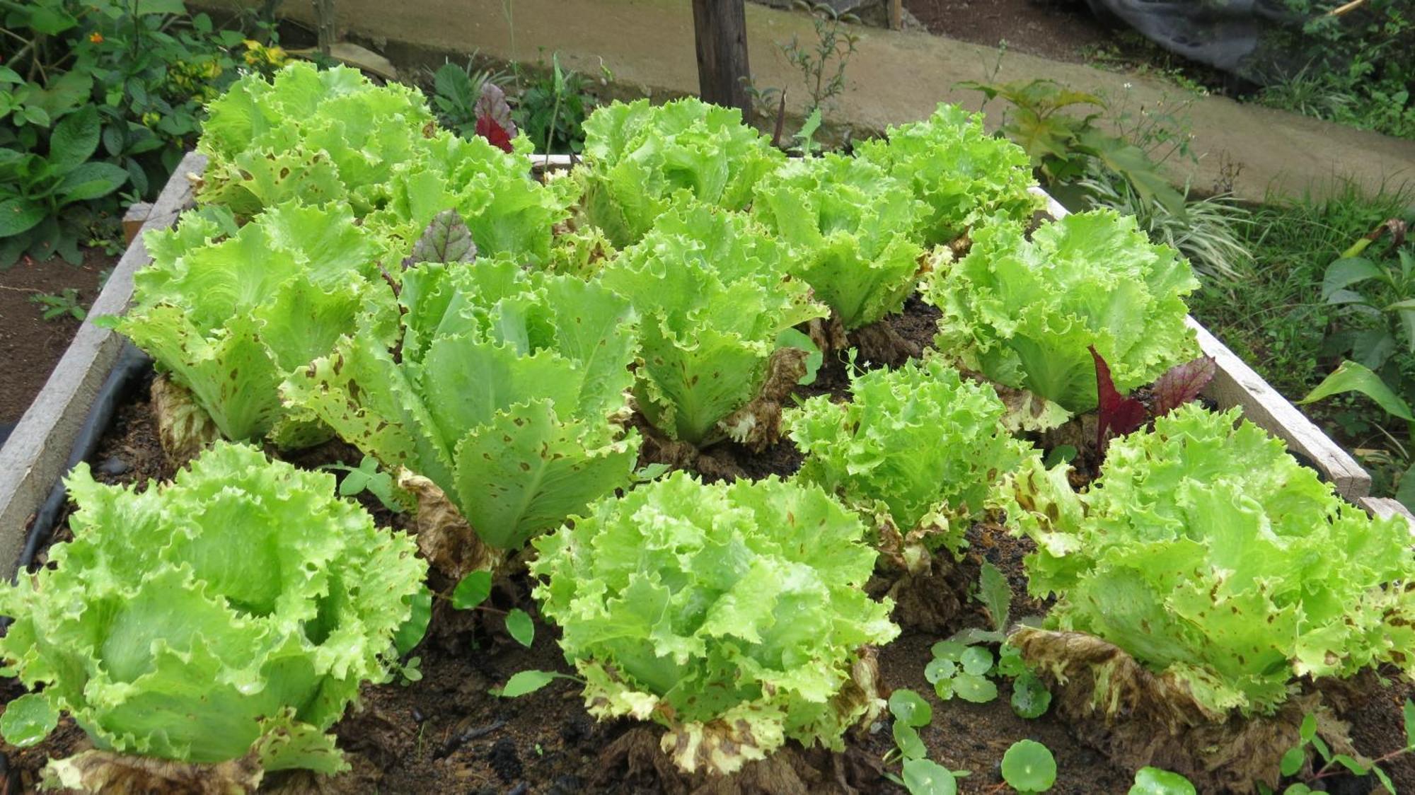 Rinconcito Verde Ujarrás Esterno foto